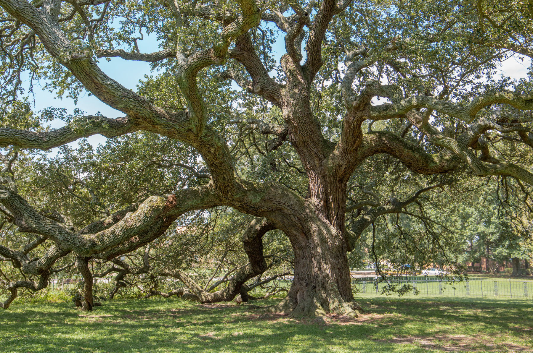 Emancipation Oak Emancipation Oak